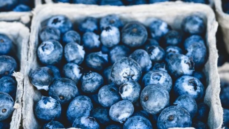 I mirtilli accelerano la guarigione delle ferite? Ecco cosa hanno scoperto i ricercatori I mirtilli accelerano la guarigione delle ferite? Ecco cosa hanno scoperto i ricercatori