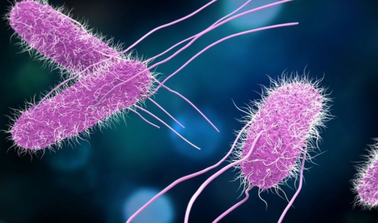 Focolaio di salmonella in Europa, numerosi i casi rilevati. Ecco cosa sta succedendo