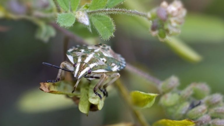 Malattia di Chagas, oggi è la giornata internazionale: ecco di cosa si tratta, riguarda 6-7 milioni di persone 