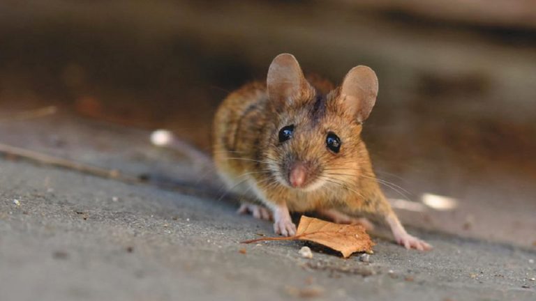 Topi urbani, non sarebbero portatori di malattie come si pensa: i risultati di un sorprendente studio