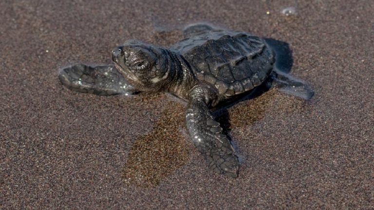 Misteriosa malattia sta facendo strage di tartarughe marine: l’allarme lanciato dagli scienziati
