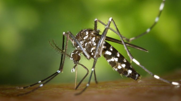 Torna la zanzara tigre: ecco come affrontarla ed evitare di generare focolai