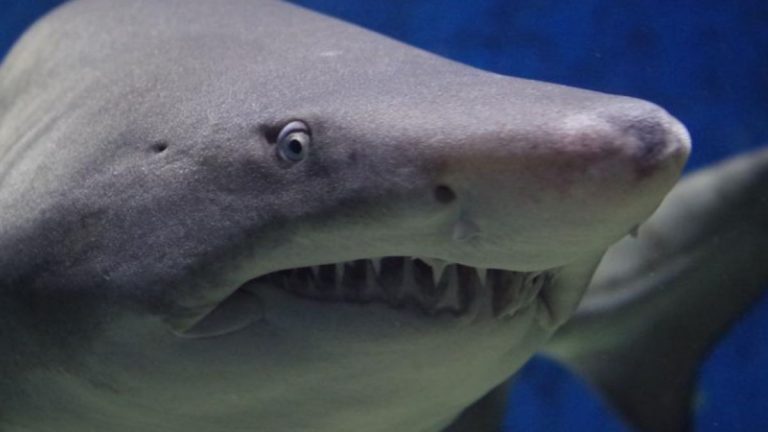 Decine di avvistamenti di squali a riva, paura tra i bagnanti: ecco cosa sta succedendo e dove