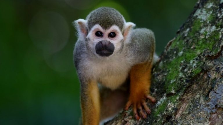 Virus delle Scimmie, cresce l’apprensione in Asia dopo i primi contagi tra esseri umani: i sintomi Virus delle Scimmie, cresce l’apprensione in Asia dopo i primi contagi tra esseri umani: i sintomi