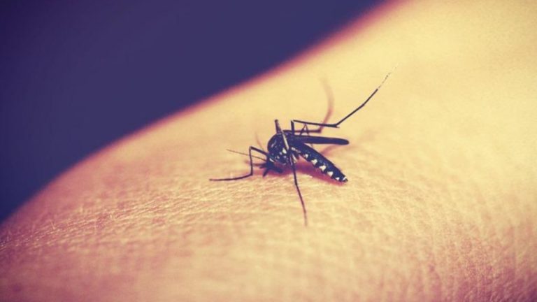Singapore, epidemia di febbre dengue: potrebbe riguardare anche il resto del mondo?