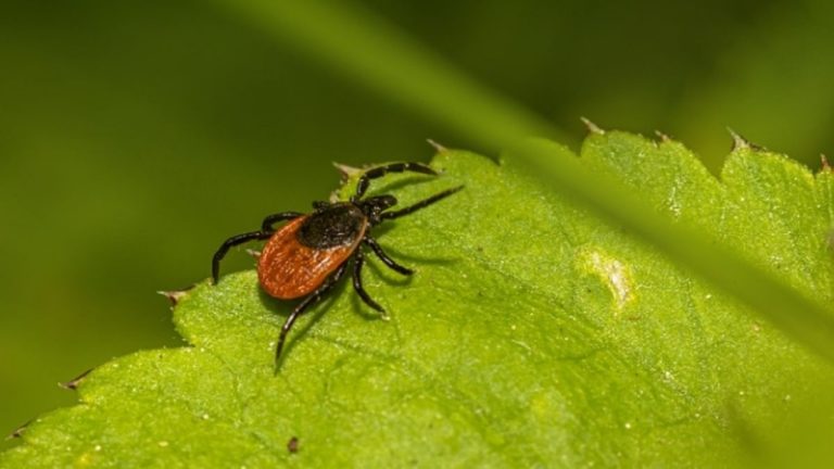 La malattia di Lyme è sempre più diffusa, colpisce più di una persona su 7 nel mondo secondo una nuova ricerca La malattia di Lyme è sempre più diffusa, colpisce più di una persona su 7 nel mondo secondo una nuova ricerca