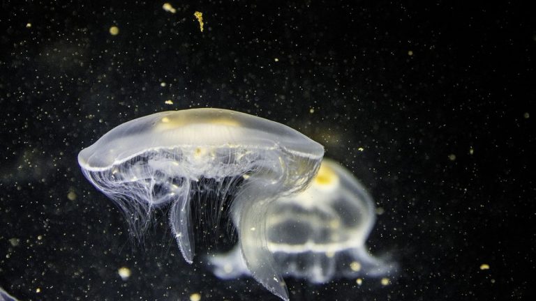 Medusa luminosa, allarme in Italia: invasione sulla costa dello Ionio. Ecco tutti i dettagli Medusa luminosa, allarme in Italia: invasione sulla costa dello Ionio. Ecco tutti i dettagli