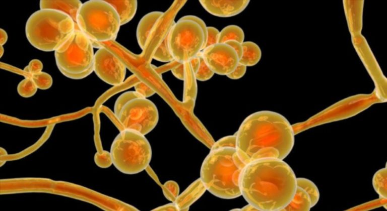 Infezione da Candida Auris, registrato un drammatico aumento dei casi: l’allarme lanciato dagli scienziati Infezione da Candida Auris, registrato un drammatico aumento dei casi: l’allarme lanciato dagli scienziati