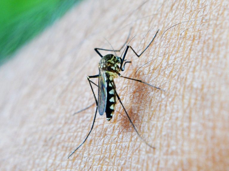 Torna la paura in Italia a causa del West Nile: sintomi, vaccino e cura, le cose da sapere Torna la paura in Italia a causa del West Nile: sintomi, vaccino e cura, le cose da sapere