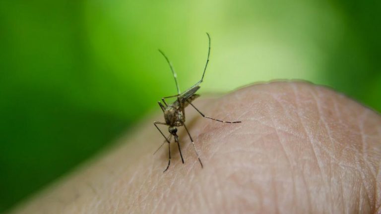 Febbre West Nile, c’è una nuova vittima in Italia, cresce la preoccupazione: ecco dove è accaduto Febbre West Nile, c’è una nuova vittima in Italia, cresce la preoccupazione: ecco dove è accaduto