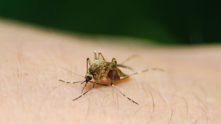 Ci sono morti e casi sospetti in Italia, ecco dove è presente il virus West Nile, i sintomi e come proteggersi Ci sono morti e casi sospetti in Italia, ecco dove è presente il virus West Nile, i sintomi e come proteggersi