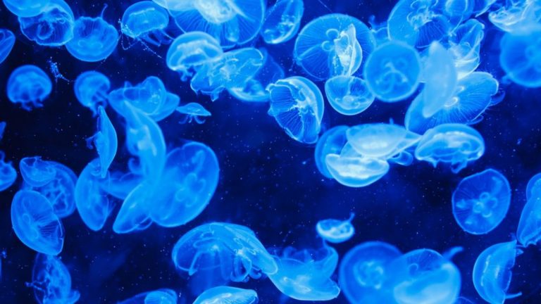 Meduse, ecco quali sono quelle pericolose nel Mediterraneo