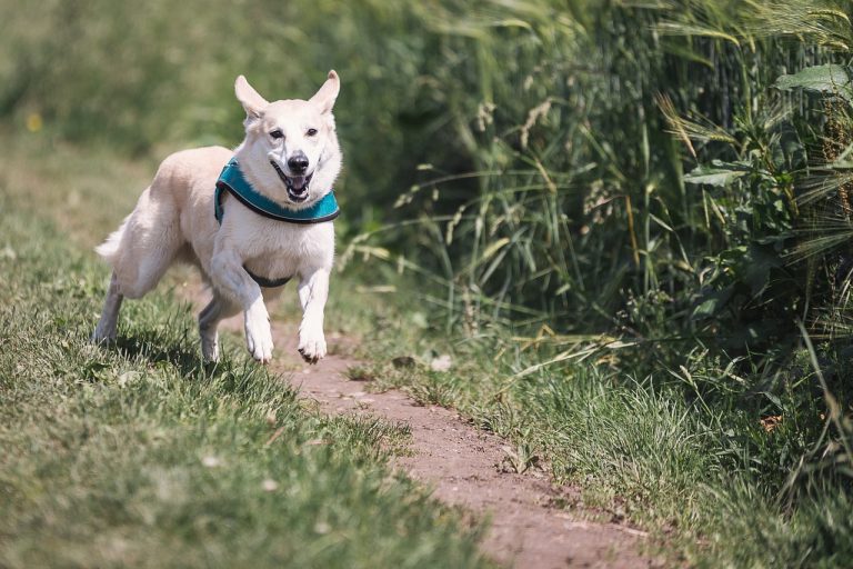 I cani “vedono” attraverso gli odori: ecco come. Lo studio I cani “vedono” attraverso gli odori: ecco come. Lo studio