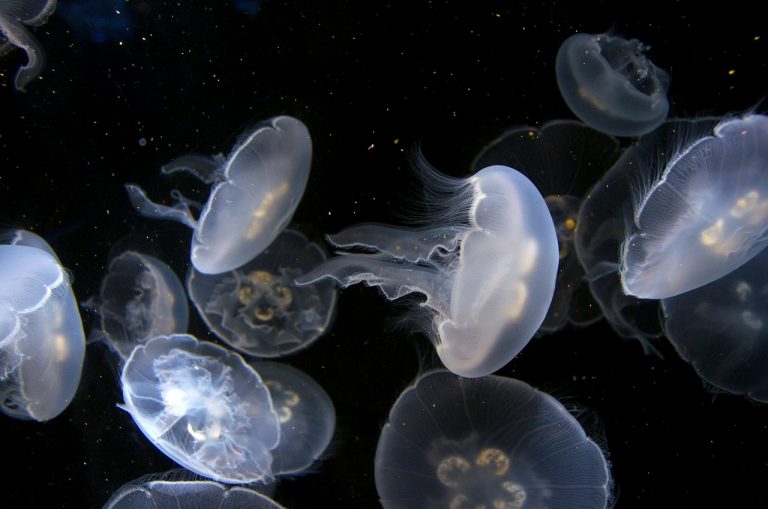 Invasione di meduse, momenti di paura tra i bagnanti tra Santa Marinella e Fregene: ecco cosa sta succedendo