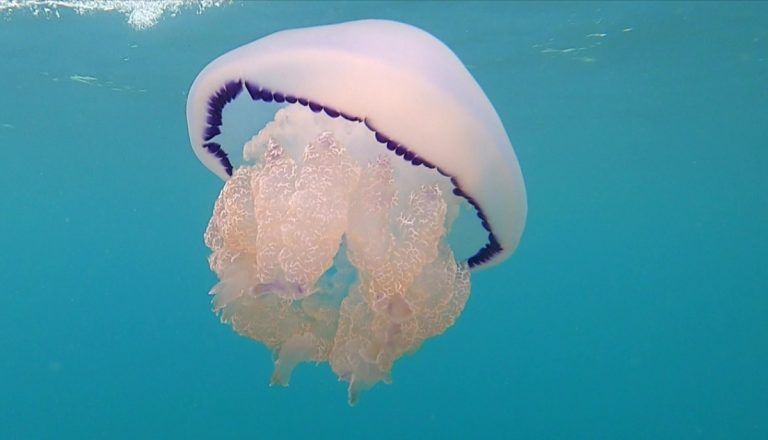 Questa medusa è un polmone del mare ed è innocua: ecco quale ruolo svolge