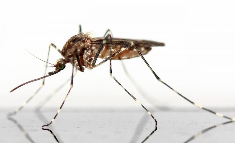 West Nile, ecco quale zanzara porta il virus e quando attacca West Nile, ecco quale zanzara porta il virus e quando attacca