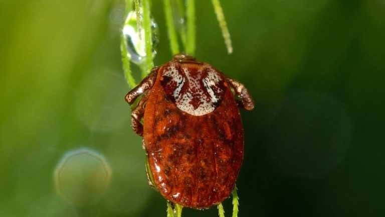 Turisti attaccati dalle zecche in una casa vacanze, soccorse 16 persone, ecco cosa è successo e dove in Italia Turisti attaccati dalle zecche in una casa vacanze, soccorse 16 persone, ecco cosa è successo e dove in Italia