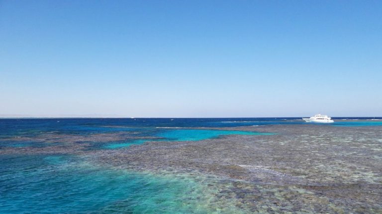 Barriere coralline, ecco come possono essere protette dal riscaldamento degli oceani Barriere coralline, ecco come possono essere protette dal riscaldamento degli oceani