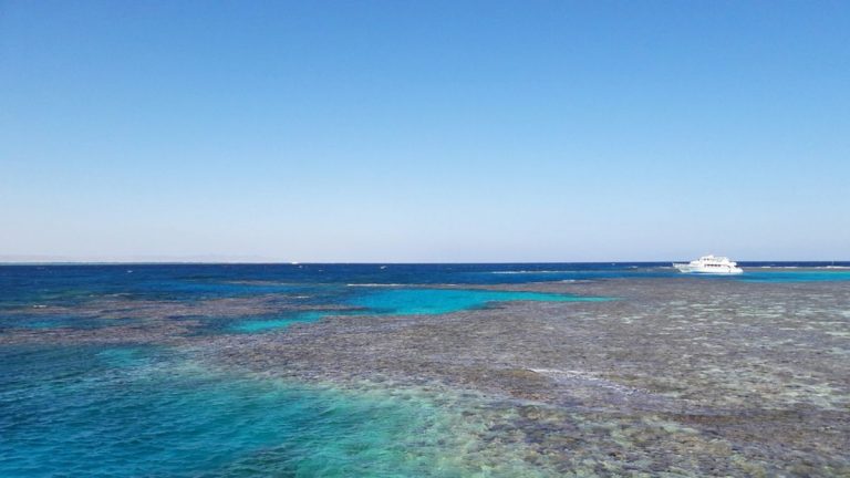 Barriere coralline, ecco come possono essere protette dal riscaldamento degli oceani