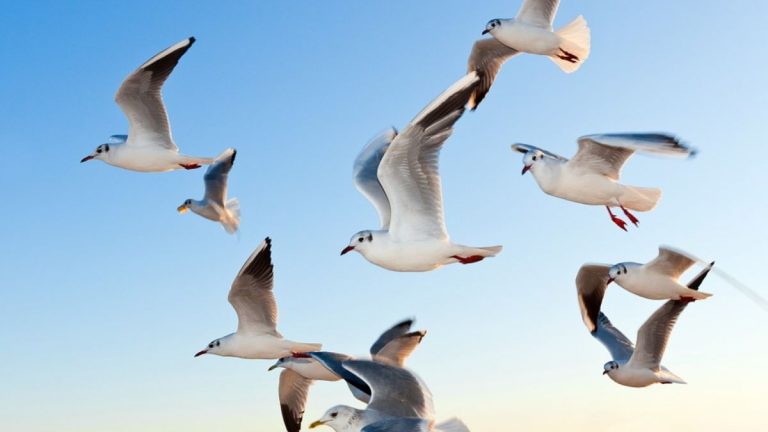 Il cervello di alcuni uccelli riesce a risolvere problemi complessi, ecco per quale motivo Il cervello di alcuni uccelli riesce a risolvere problemi complessi, ecco per quale motivo