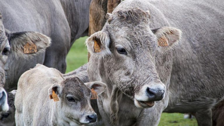 Primo caso di infezione aviaria in un bambino, l’allarme dei virologi: “Non mangiate quel latte….” Primo caso di infezione aviaria in un bambino, l’allarme dei virologi: “Non mangiate quel latte….”