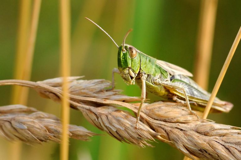 Le locuste sono in grado di rilevare i tumori con l’olfatto. Lo studio