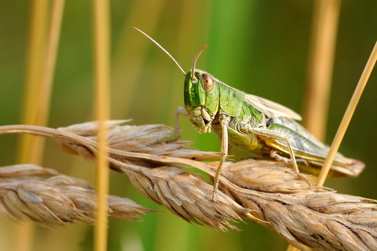 Locuste Grandezza Le locuste sono in grado di rilevare i tumori con l’olfatto. Lo studio