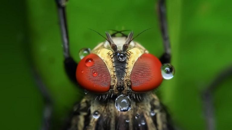 Sono tornate le mosche carnivore: non si vedevano dal 1836 in Francia