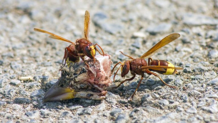 Allarme vespa orientalis al Centro Italia, invasione in città e residenti preoccupati: ecco cosa succede