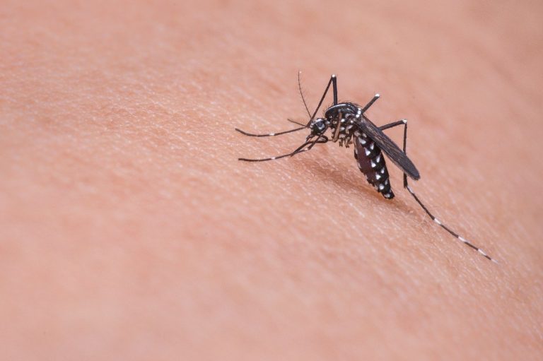 West Nile, aumentano i casi: scattano le zone rosse in Veneto. Ecco cosa sta succedendo West Nile, aumentano i casi: scattano le zone rosse in Veneto. Ecco cosa sta succedendo