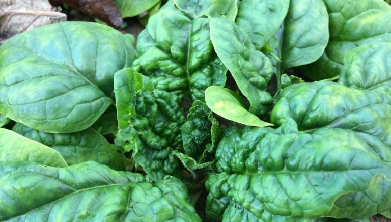 Spinaci velenosi, l’analisi: “Non era mandragora ma un’altra pianta”. Ecco cosa riferisce l’Istituto Zooprofilattico Spinaci velenosi, l’analisi: “Non era mandragora ma un’altra pianta”. Ecco cosa riferisce l’Istituto Zooprofilattico