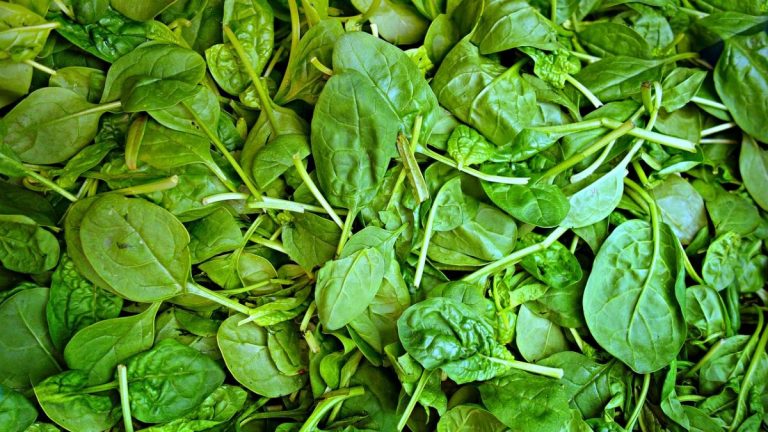 Verdura contaminata da mandragora anche fuori dalla Campania: disposto il ritiro di un lotto di spinaci. Ecco i dettagli Verdura contaminata da mandragora anche fuori dalla Campania: disposto il ritiro di un lotto di spinaci. Ecco i dettagli