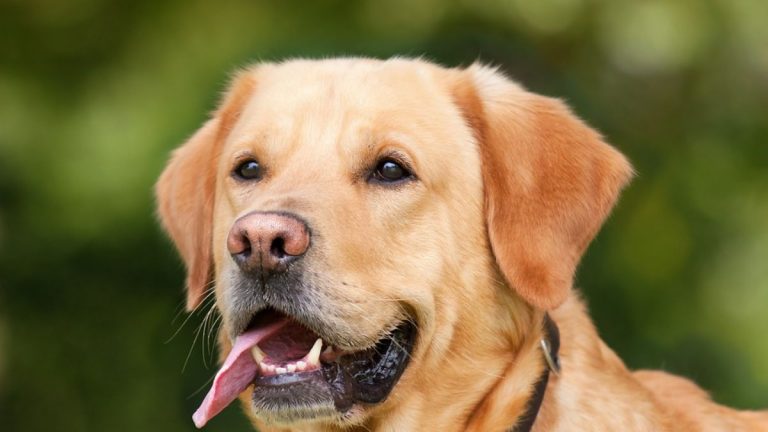 Terremoto, gli animali lo avvertono prima? Ecco i comportamenti anomali che possono anticipare una scossa Terremoto, gli animali lo avvertono prima? Ecco i comportamenti anomali che possono anticipare una scossa