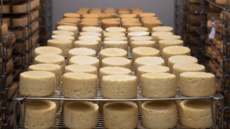 Allerta alimentare, ritirato noto formaggio per rischio microbiologico: i lotti interessati Allerta alimentare, ritirato noto formaggio per rischio microbiologico: i lotti interessati