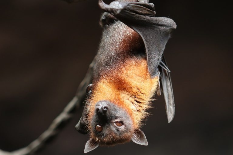 Nuovo virus trasmesso dai pipistrelli isolato in Italia: ecco tutti i dettagli