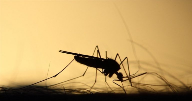 Malaria, caso autoctono In Italia: ecco dove. Come si trasmette e i sintomi Malaria, caso autoctono In Italia: ecco dove. Come si trasmette e i sintomi