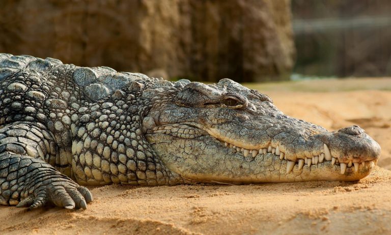 Dave viene divorato da un coccodrillo, ma salva eroicamente la moglie: “Il suo ultimo gesto è stato quello di…”