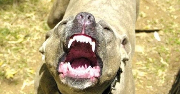 Bambino di tredici mesi ucciso da due pitbull, ferita anche la madre, tragedia in Italia oggi