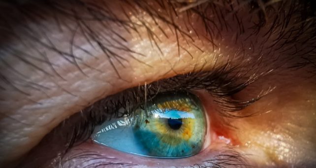 retina