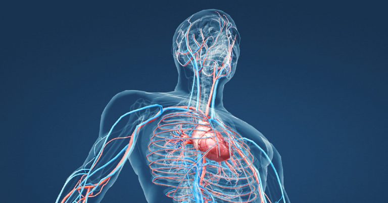 Scoperta la colla cellulare che può rigenerare i tessuti danneggiati: la ricerca pubblicata su Nature