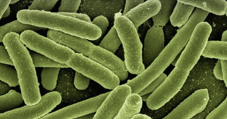 Malattia invasiva da streptococco, casi in aumento tra i bambini: l’allarme lanciato da Oms e Ecdc Malattia invasiva da streptococco, casi in aumento tra i bambini: l’allarme lanciato da Oms e Ecdc