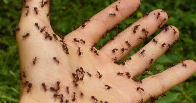 Tumori, dalle formiche un valido aiuto per diagnosticare la presenza di cellule malate: lo studio che lo dimostra