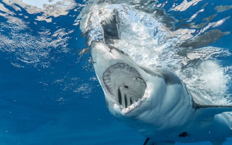 Perchè gli squali attaccano l’uomo e che rischi si possono correre sulle coste italiane