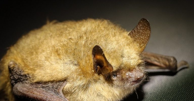 Pipistrelli morti in vendita online, la nuova moda inquietante che preoccupa gli scienziati: “Ecco cosa si rischia…”