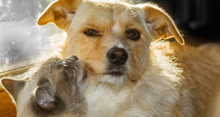 Il vaccino anti-cancro per cani funziona davvero, l’annuncio dei veterinari: “E’ una rivoluzione…” Il vaccino anti-cancro per cani funziona davvero, l’annuncio dei veterinari: “E’ una rivoluzione…”
