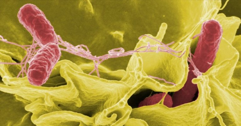 Candida Auris, il fungo killer che adesso fa tremare l’Italia: quali sono i sintomi da non sottovalutare