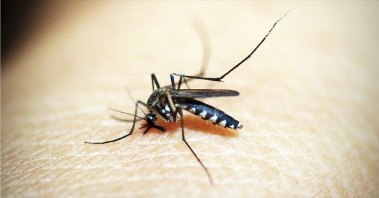 Nuovo caso di Dengue diagnosticato in Italia, sanitari all’opera per bonificare l’area: come si manifesta