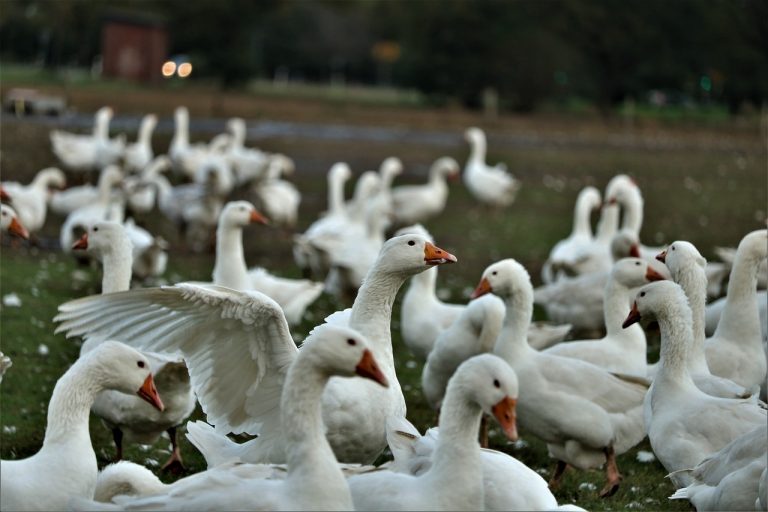 Influenza aviaria, scoperto caso in Toscana e attivate tutte le misure di emergenza