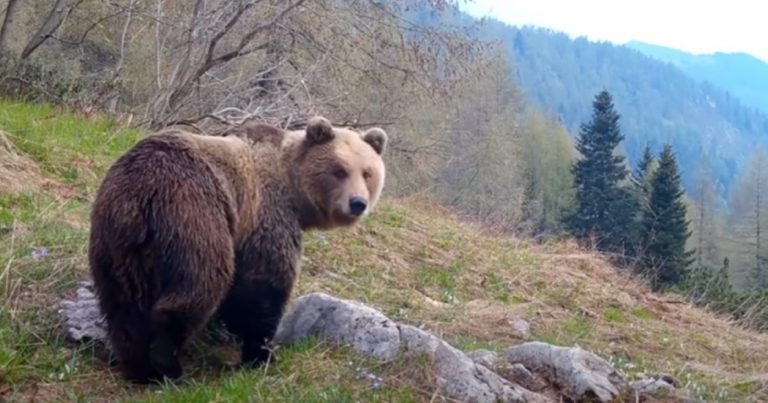 Morte runner, cosa fare se ci troviamo davanti ad un orso? Ecco le regole auree che possono salvarci la vita