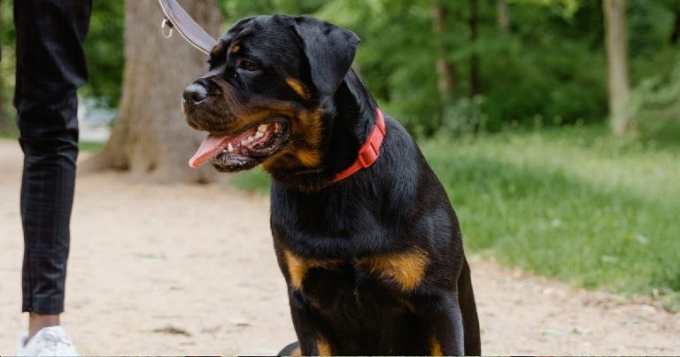 Attaccato dal rottweiler della compagna: “All’improvviso il cane…”. Ecco cos’è successo e dove